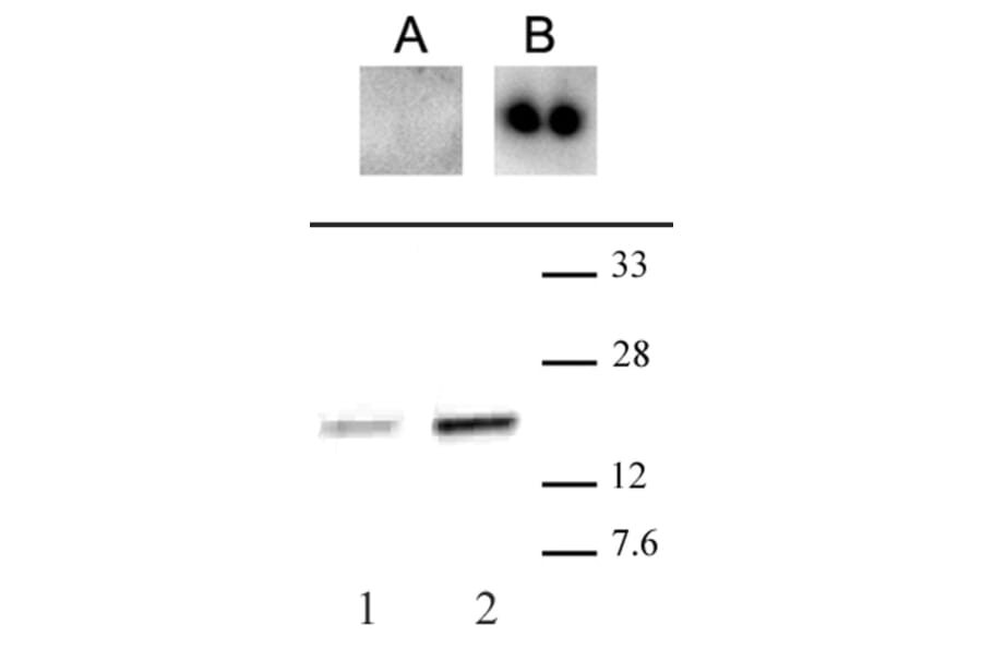 Western Blot - Anti-CENPA (phospho Ser18) Antibody (A320105) - Antibodies.com