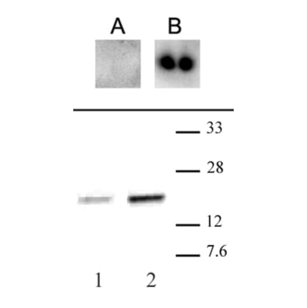 Western Blot - Anti-CENPA (phospho Ser18) Antibody (A320105) - Antibodies.com