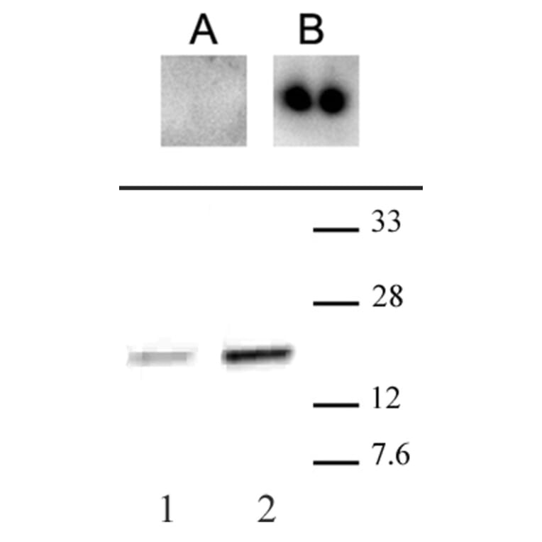 Western Blot - Anti-CENPA (phospho Ser18) Antibody (A320105) - Antibodies.com