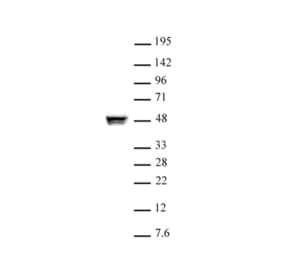 Western Blot - Anti-CTBP2 Antibody (A320106) - Antibodies.com