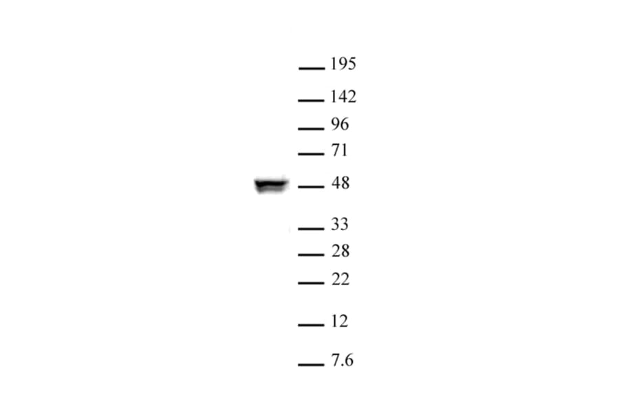 Western Blot - Anti-CTBP2 Antibody (A320106) - Antibodies.com