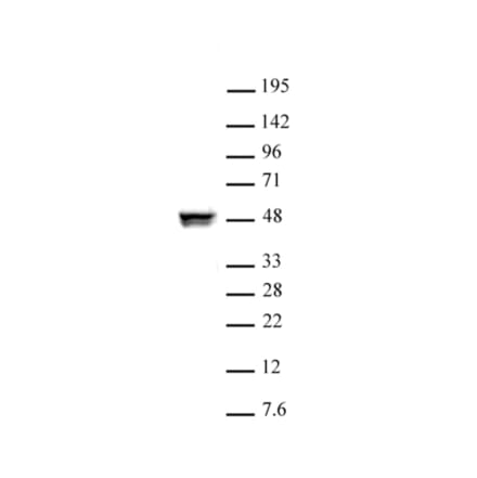 Western Blot - Anti-CTBP2 Antibody (A320106) - Antibodies.com