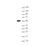 Western Blot - Anti-CTBP2 Antibody (A320106) - Antibodies.com