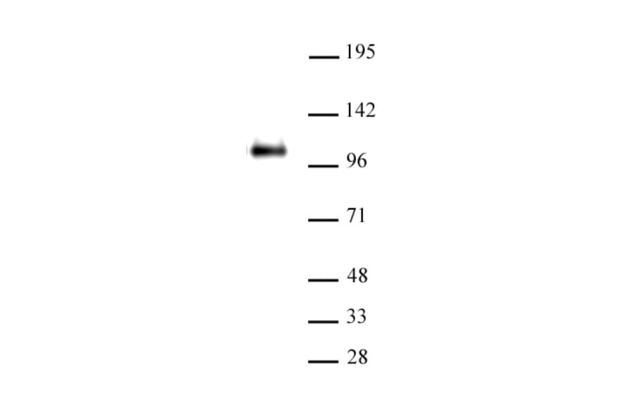 Western Blot - Anti-CTCF Antibody (A320107) - Antibodies.com