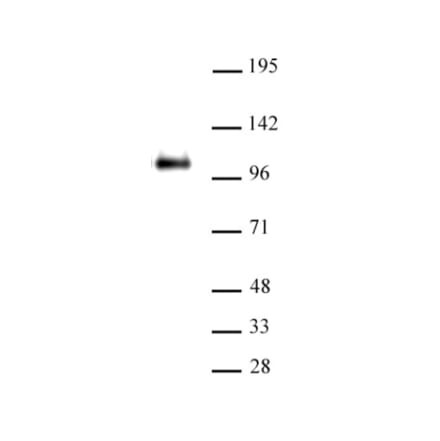 Western Blot - Anti-CTCF Antibody (A320107) - Antibodies.com
