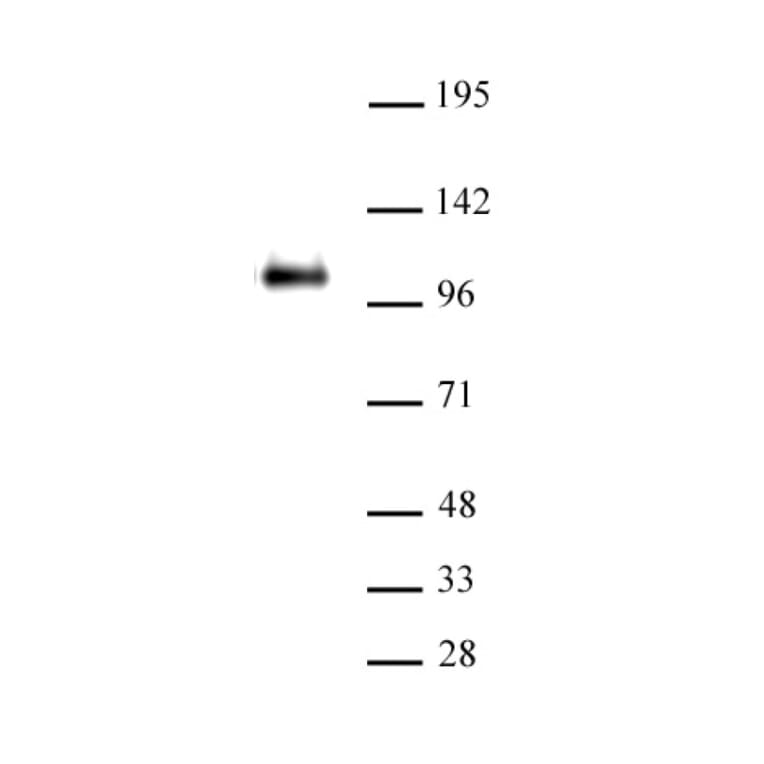 Western Blot - Anti-CTCF Antibody (A320107) - Antibodies.com