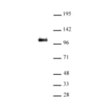 Western Blot - Anti-CTCF Antibody (A320107) - Antibodies.com