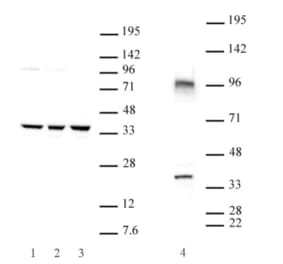 Western Blot - Anti-CXXC4 Antibody (A320108) - Antibodies.com