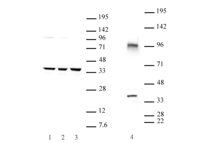 Western Blot - Anti-CXXC4 Antibody (A320108) - Antibodies.com