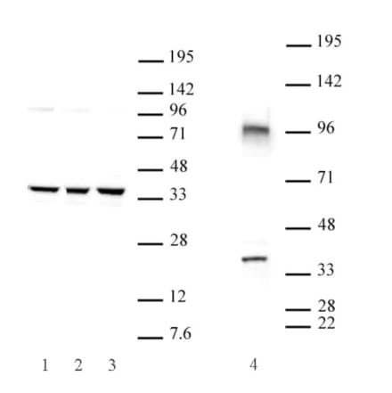 Western Blot - Anti-CXXC4 Antibody (A320108) - Antibodies.com