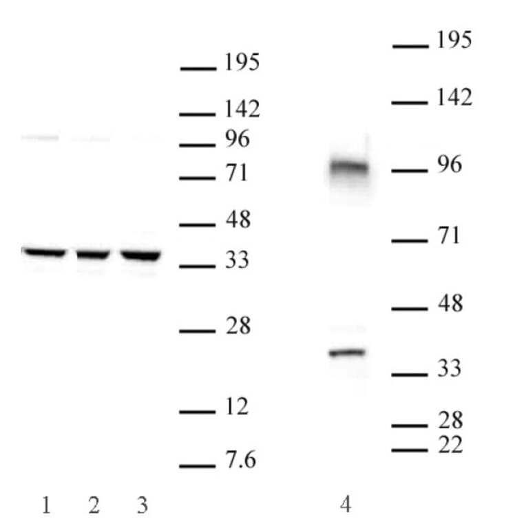 Western Blot - Anti-CXXC4 Antibody (A320108) - Antibodies.com