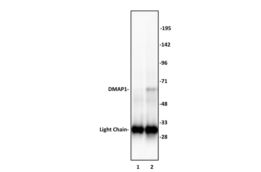 Immunoprecipitation  - Anti-DMAP1 Antibody (A320109) - Antibodies.com