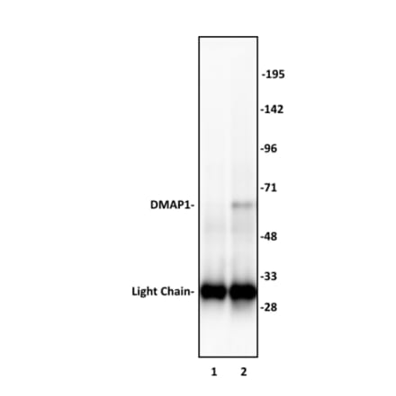 Immunoprecipitation  - Anti-DMAP1 Antibody (A320109) - Antibodies.com