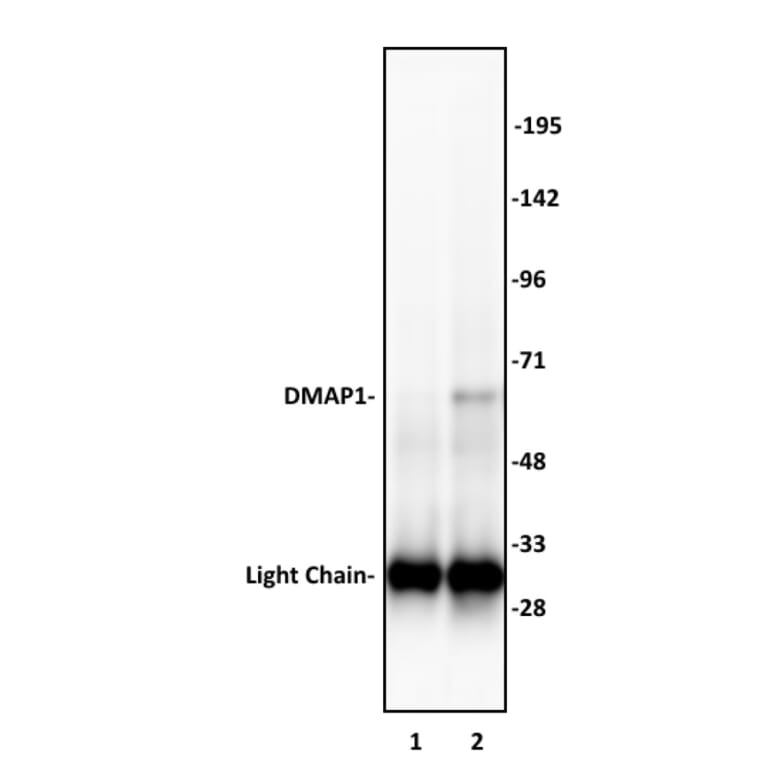 Immunoprecipitation  - Anti-DMAP1 Antibody (A320109) - Antibodies.com