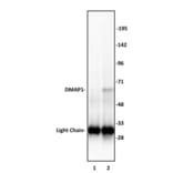 Immunoprecipitation  - Anti-DMAP1 Antibody (A320109) - Antibodies.com