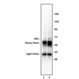 Immunoprecipitation  - Anti-ELK1 Antibody (A320110) - Antibodies.com