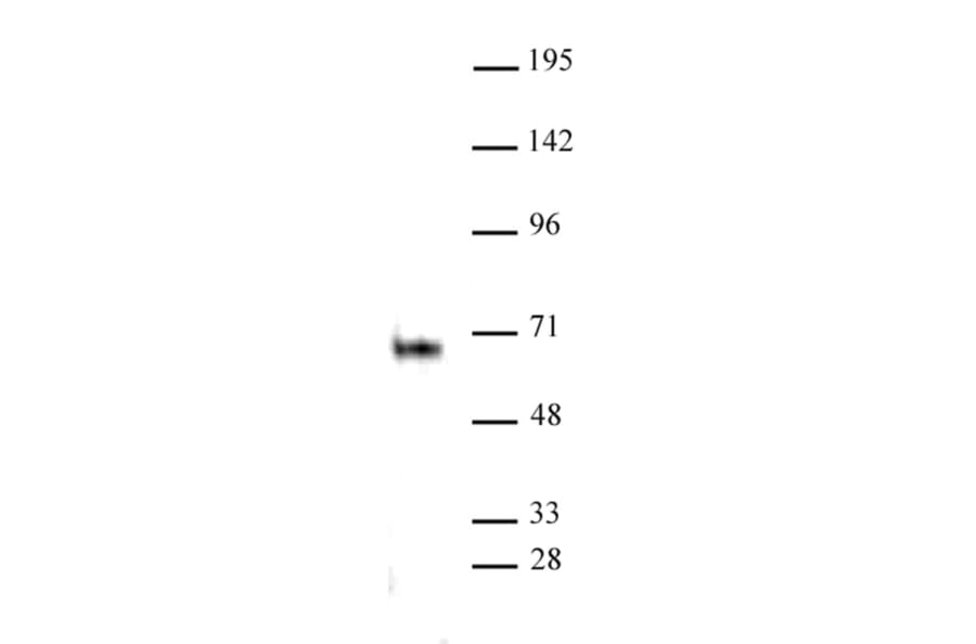 Western Blot - Anti-ELK1 Antibody (A320110) - Antibodies.com