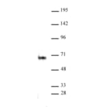 Western Blot - Anti-ELK1 Antibody (A320110) - Antibodies.com