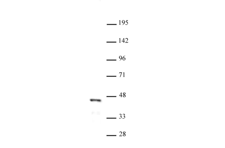 Western Blot - Anti-FOXL2 Antibody (A320112) - Antibodies.com