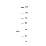 Western Blot - Anti-FOXL2 Antibody (A320112) - Antibodies.com