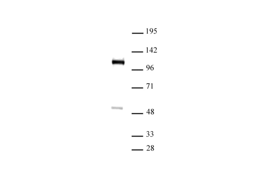 Western Blot - Anti-FOXM1 Antibody (A320113) - Antibodies.com