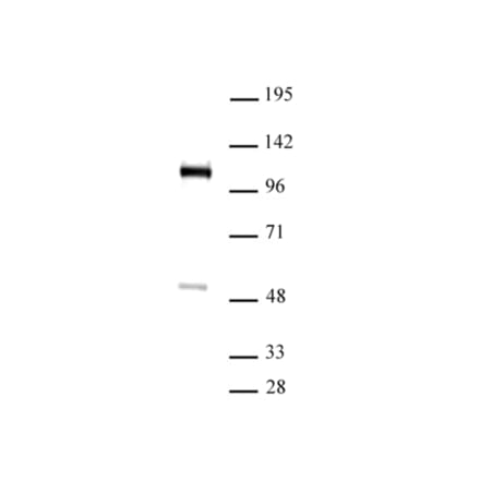 Western Blot - Anti-FOXM1 Antibody (A320113) - Antibodies.com