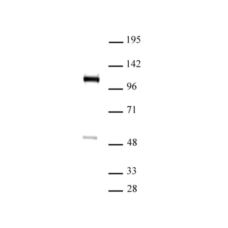 Western Blot - Anti-FOXM1 Antibody (A320113) - Antibodies.com