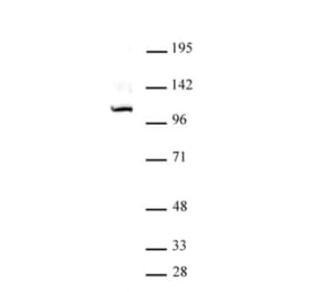 Western Blot - Anti-Gli1 Antibody (A320114) - Antibodies.com