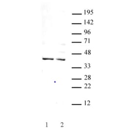 Western Blot - Anti-GSC Antibody (A320115) - Antibodies.com