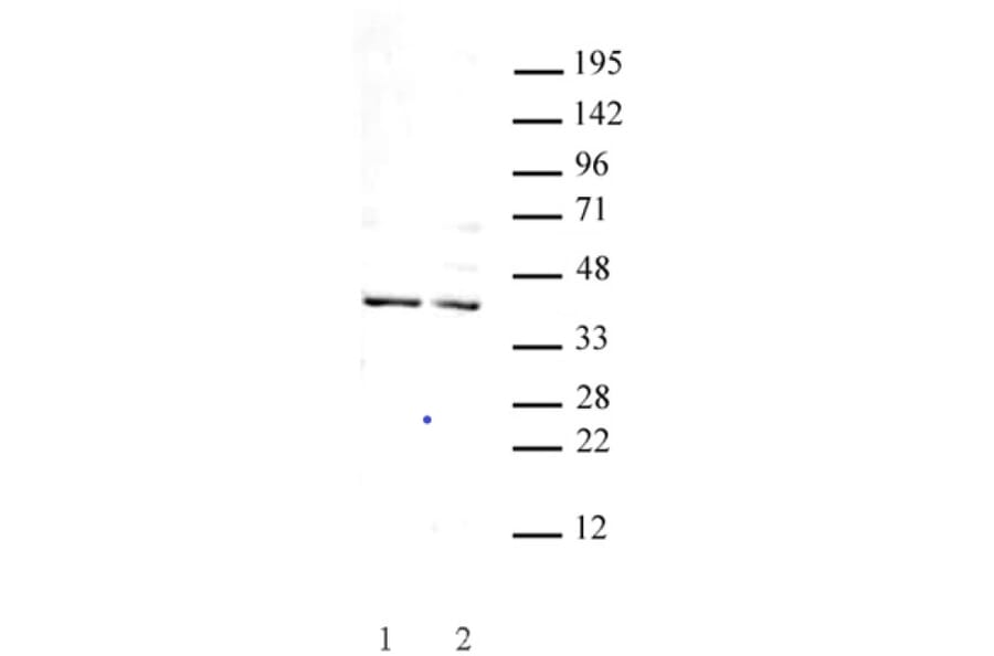 Western Blot - Anti-GSC Antibody (A320115) - Antibodies.com