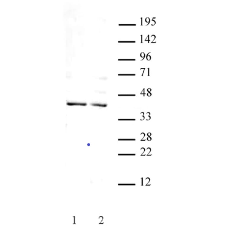Western Blot - Anti-GSC Antibody (A320115) - Antibodies.com