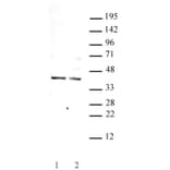 Western Blot - Anti-GSC Antibody (A320115) - Antibodies.com