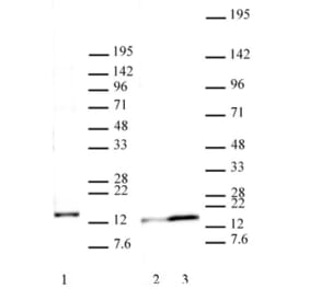 Western Blot - Anti-Histone H2A.J Antibody (A320116) - Antibodies.com