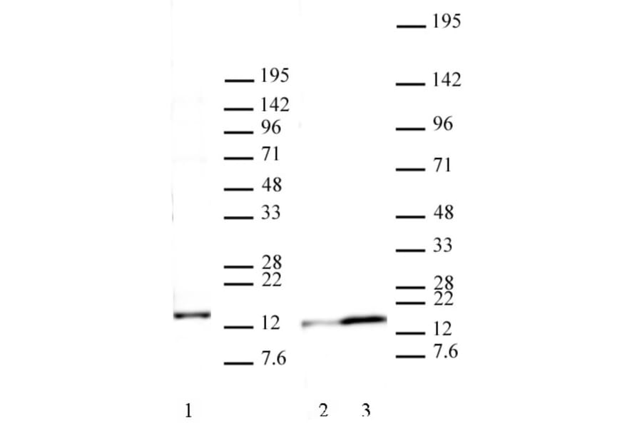 Western Blot - Anti-Histone H2A.J Antibody (A320116) - Antibodies.com
