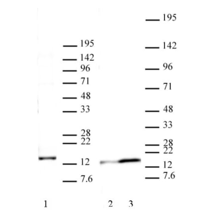 Western Blot - Anti-Histone H2A.J Antibody (A320116) - Antibodies.com