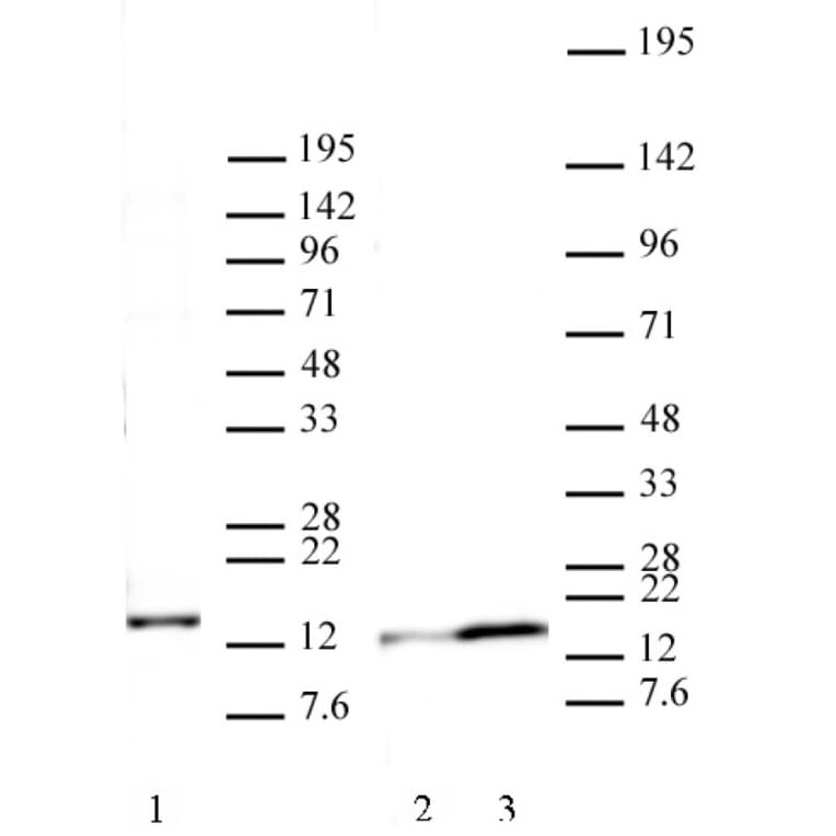 Western Blot - Anti-Histone H2A.J Antibody (A320116) - Antibodies.com