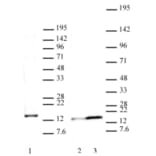 Western Blot - Anti-Histone H2A.J Antibody (A320116) - Antibodies.com