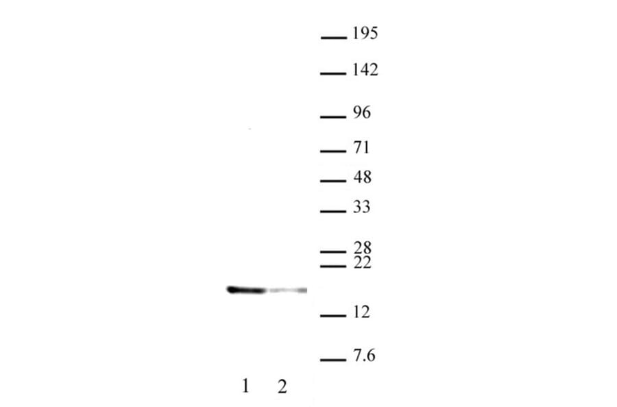 Western Blot - Anti-Histone H2A.X (phospho Thr142) Antibody (A320117) - Antibodies.com