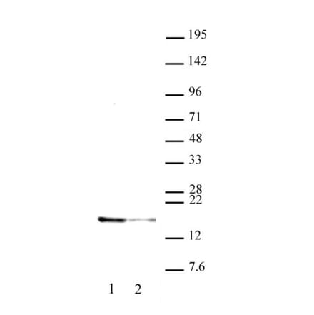 Western Blot - Anti-Histone H2A.X (phospho Thr142) Antibody (A320117) - Antibodies.com