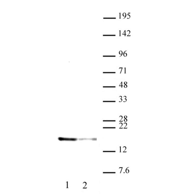 Western Blot - Anti-Histone H2A.X (phospho Thr142) Antibody (A320117) - Antibodies.com