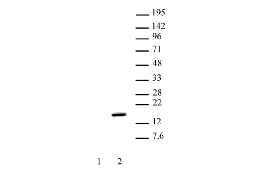 Western Blot - Anti-Histone H2A (phospho Thr120) Antibody (A320118) - Antibodies.com