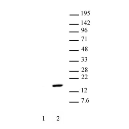 Western Blot - Anti-Histone H2A (phospho Thr120) Antibody (A320118) - Antibodies.com