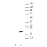 Western Blot - Anti-Histone H2A (phospho Thr120) Antibody (A320118) - Antibodies.com