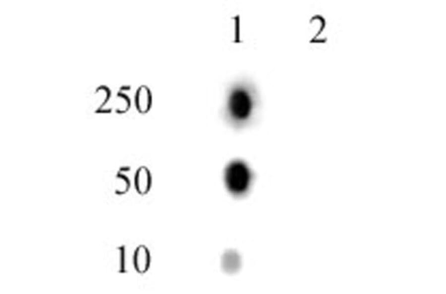 Dot Blot - Anti-Histone H2A (phospho Thr120) Antibody (A320118) - Antibodies.com