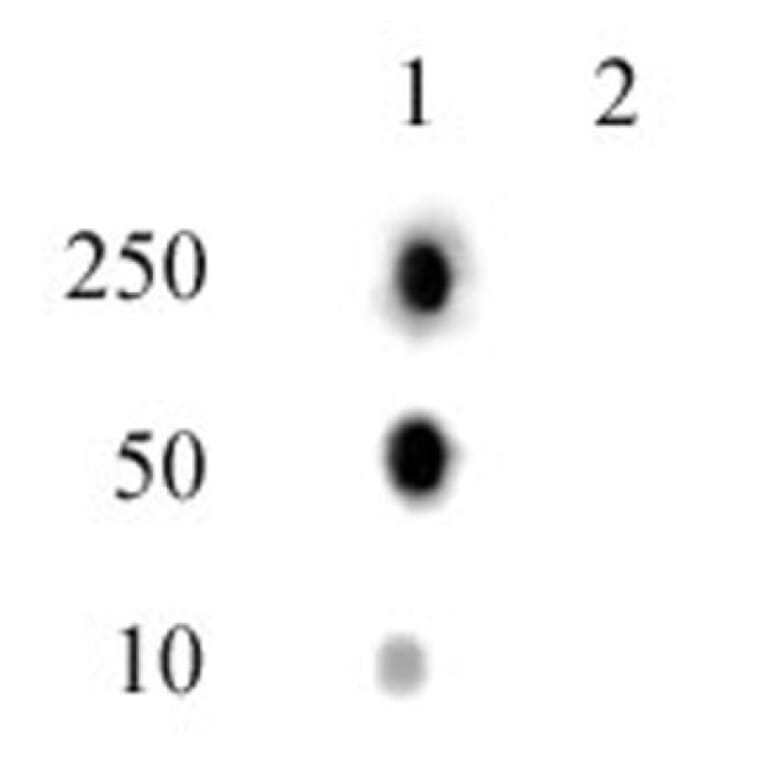 Dot Blot - Anti-Histone H2A (phospho Thr120) Antibody (A320118) - Antibodies.com