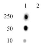Dot Blot - Anti-Histone H2A (phospho Thr120) Antibody (A320118) - Antibodies.com