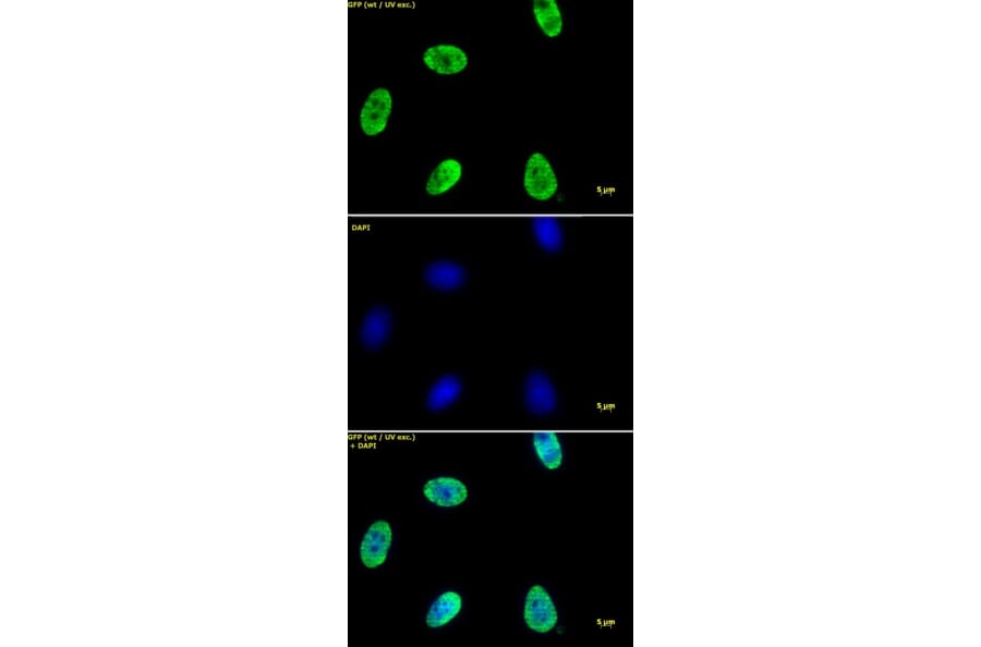 Immunofluorescence  - Anti-Histone H4 (acetyl Lys 12) Antibody (A320143) - Antibodies.com