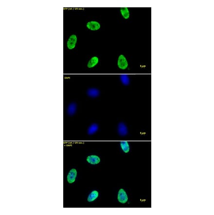 Immunofluorescence  - Anti-Histone H4 (acetyl Lys 12) Antibody (A320143) - Antibodies.com