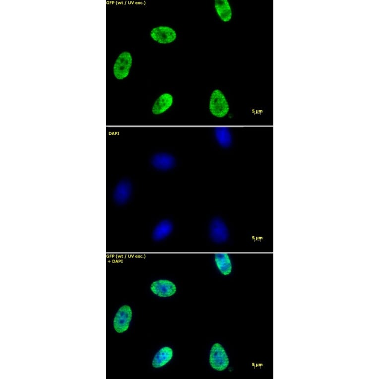 Immunofluorescence  - Anti-Histone H4 (acetyl Lys 12) Antibody (A320143) - Antibodies.com