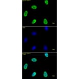 Immunofluorescence  - Anti-Histone H4 (acetyl Lys 12) Antibody (A320143) - Antibodies.com